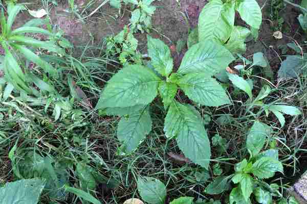 黄花菜收获后怎么管理菜苗(黄花菜怎么收获)